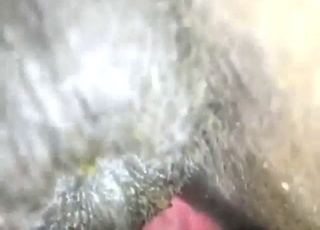 Close-up zoo porn with an eager horse cunt