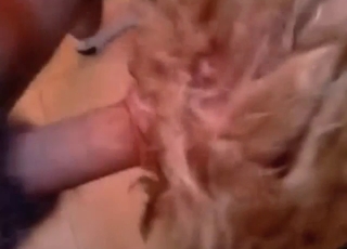 Hard zoo XXX with a brown dog taking nice D