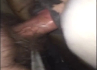 Mare's zoo porn shows a huge creampie