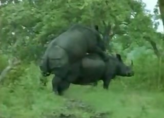 Two wild rhinos fucking nice in the river