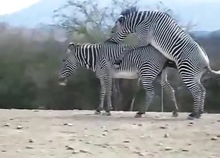 Zebras from the desert fucking from behind