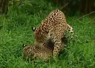 Leopard fucking a female leopard