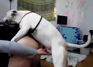 Classy sex between dog and female