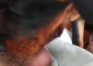 Skillful puppy is giving an awesome blowjob
